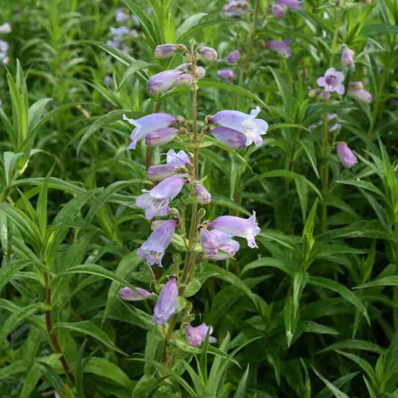 Penstemon 'Sour Grapes' M. Fish ---